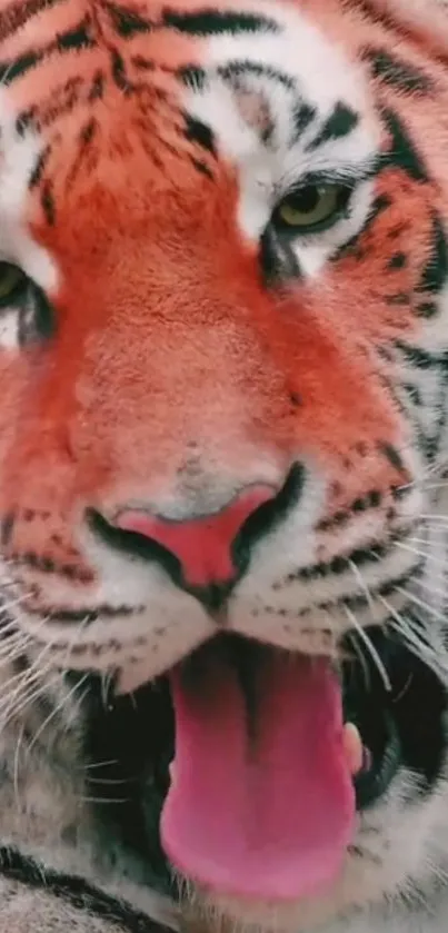 Close-up of a roaring tiger with striking orange and black stripes.