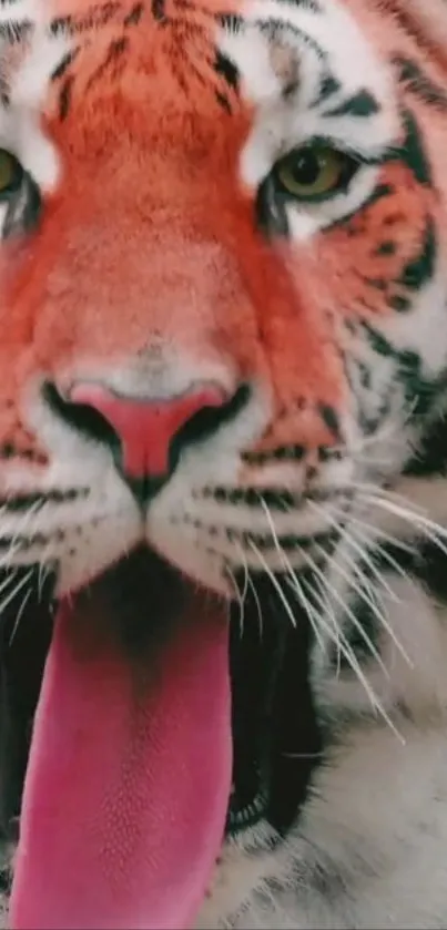 Intense and vibrant close-up of a tiger's face with striking orange highlights.