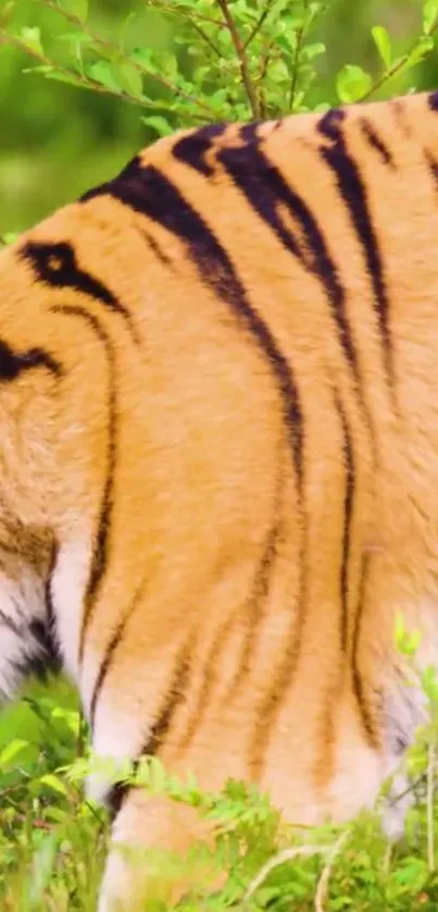 Mobile wallpaper of a tiger's vibrant orange fur with lush green leaves in the background.