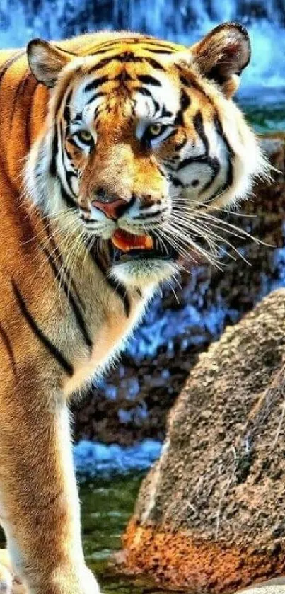 Vibrant tiger standing in natural habitat with waterfall.