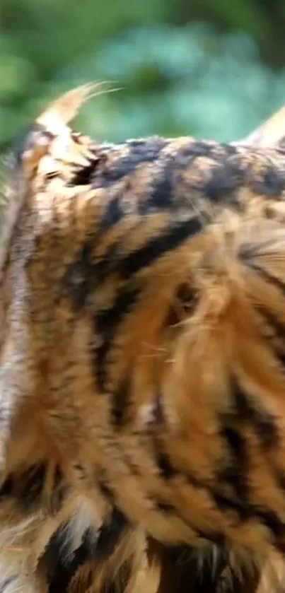 Close-up of vibrant tiger stripes with natural background.