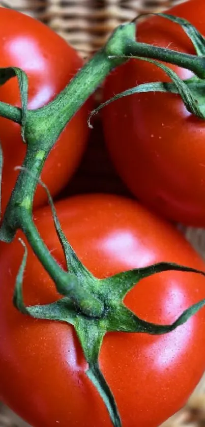 Close-up of fresh red tomatoes with green stems, perfect for vibrant mobile backgrounds.