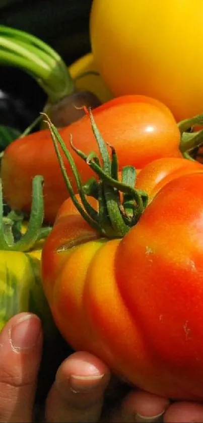 Fresh heirloom tomatoes in vibrant colors on a phone wallpaper.