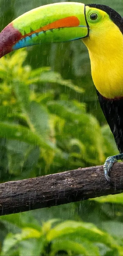 A vibrant toucan perched on a branch in a lush rainforest setting.