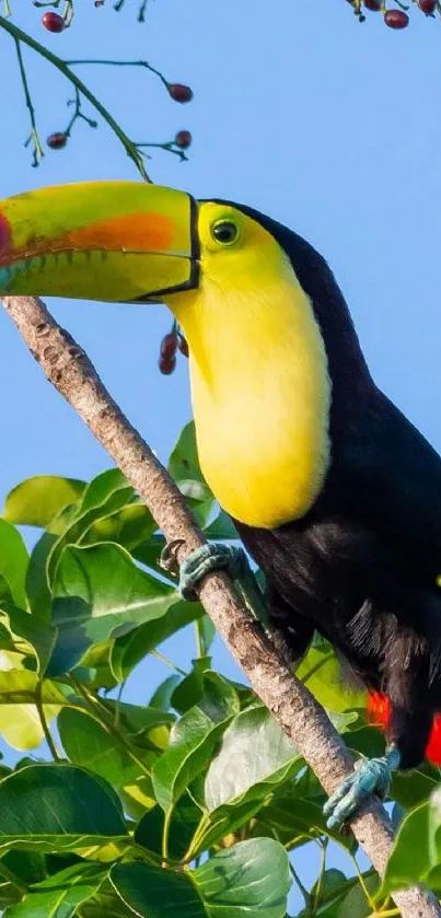 Vibrant toucan perched on a tree branch with lush green foliage.