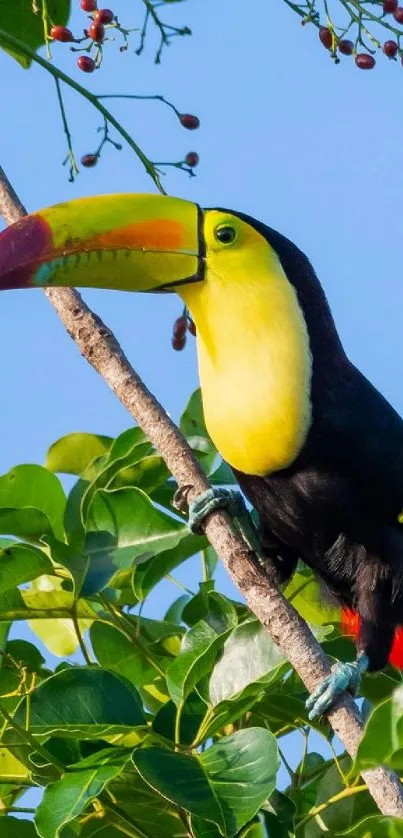 Colorful toucan on a green leafy branch with blue sky background.