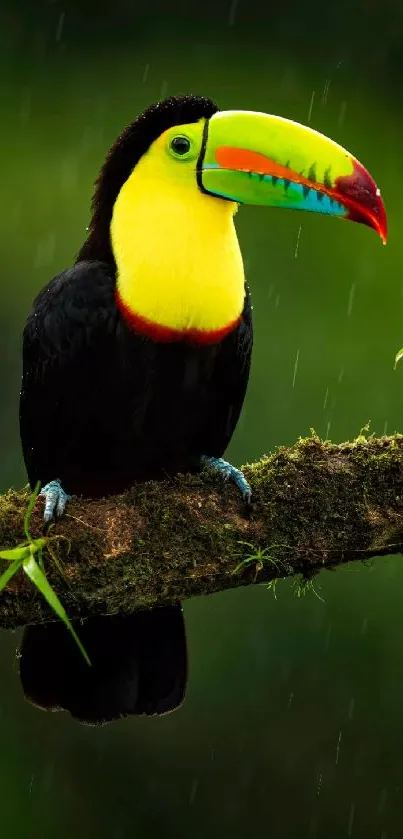 A vibrant toucan perched on a lush green branch.