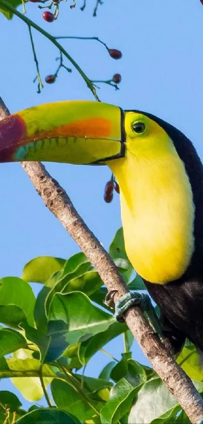 Colorful toucan perched on a lush green branch in a scenic view.