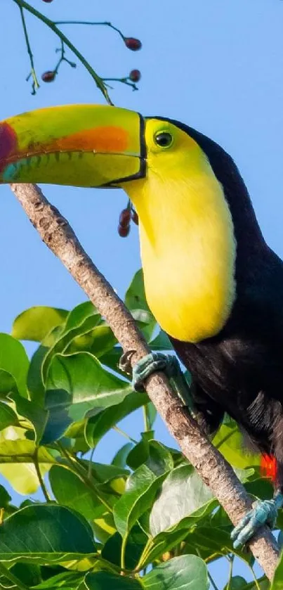 Vibrant toucan perched on a jungle branch with lush green leaves.