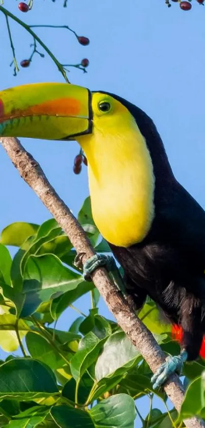 Vibrant toucan perched on a lush green branch.