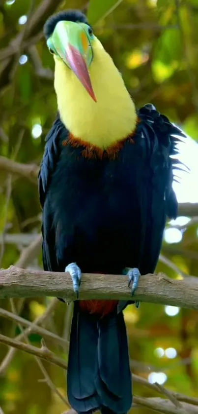 Colorful toucan on branch with green background.