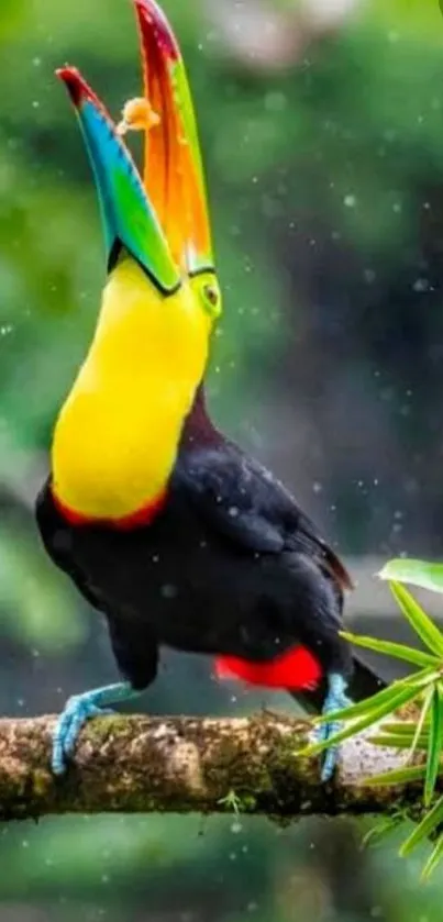 Vibrantly colored toucan perched on a branch.