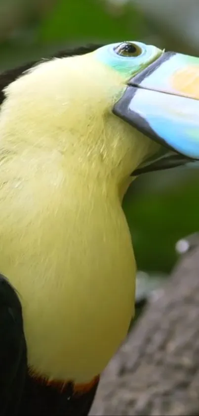 Vibrant toucan with colorful beak in nature setting.