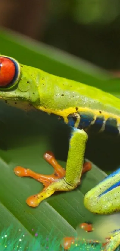 Vibrant tree frog on green leaves background wallpaper.