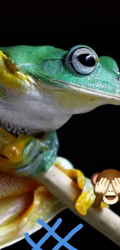 Close-up of a vibrant tree frog on a black background.