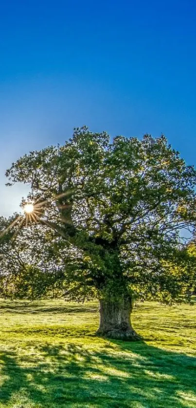 Vibrant wallpaper of a sunlit tree in a green meadow with blue sky.