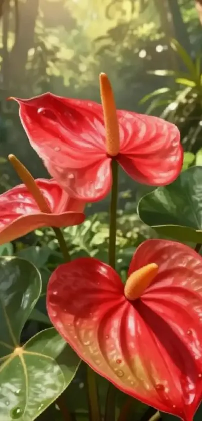 Vibrant red anthurium flowers with green leaves in a tropical setting.