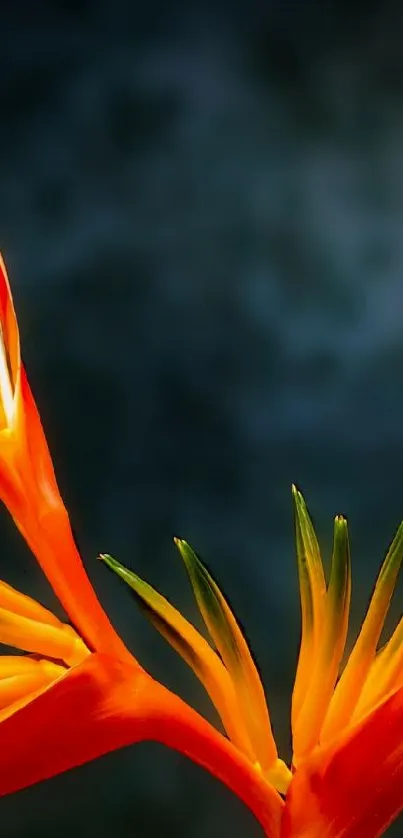 Vibrant Bird of Paradise flower on a dark background.