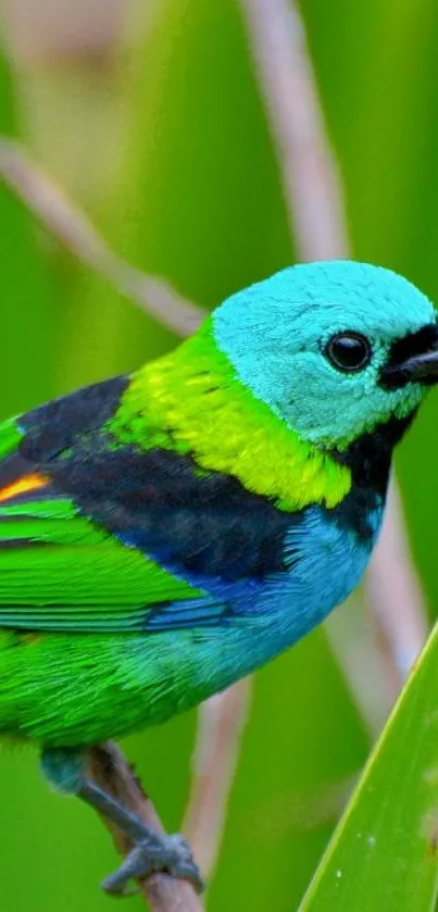 Vibrant tropical bird with colorful plumage on green background.