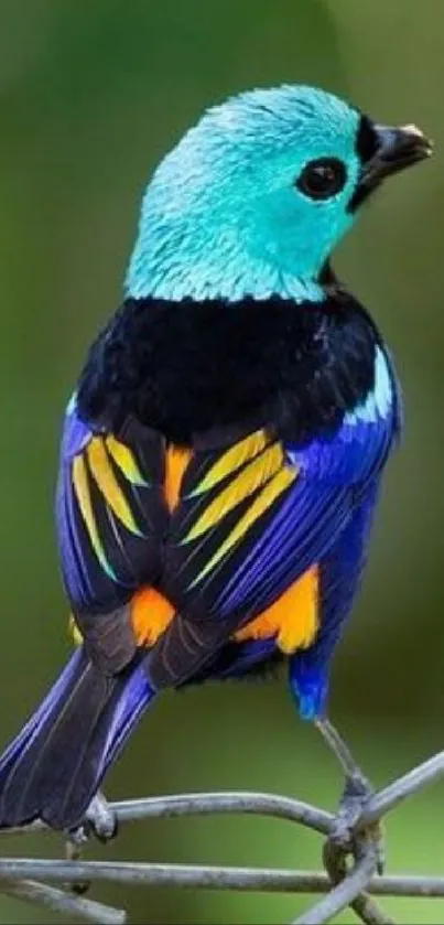 Vibrant tropical bird perched on branch with green background.