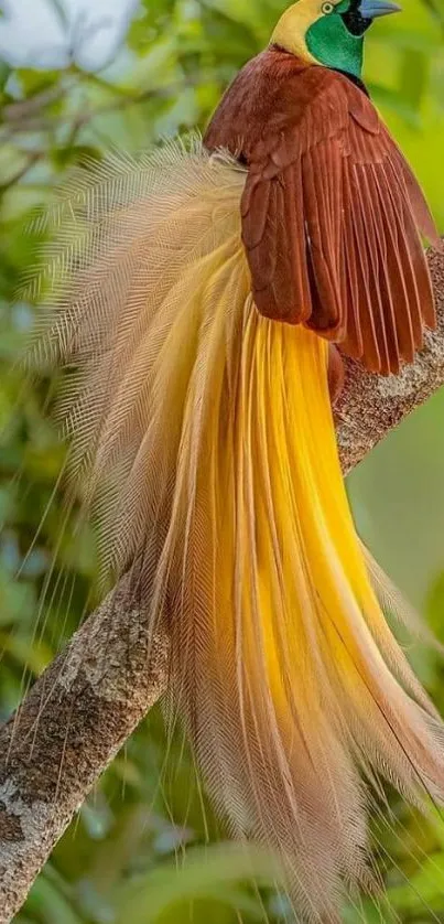 Vibrant bird of paradise perched on a tree branch in lush greenery.