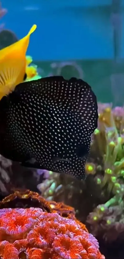 Spotted fish swimming in vibrant coral aquarium.