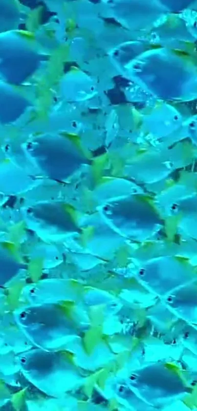 Vibrant cluster of blue and yellow tropical fish swimming underwater.