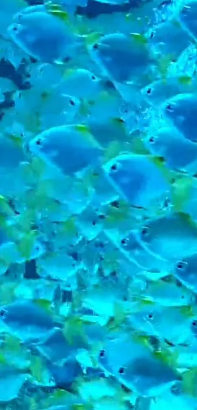 Blue tropical fish swimming in unison, creating a vibrant aquatic scene.