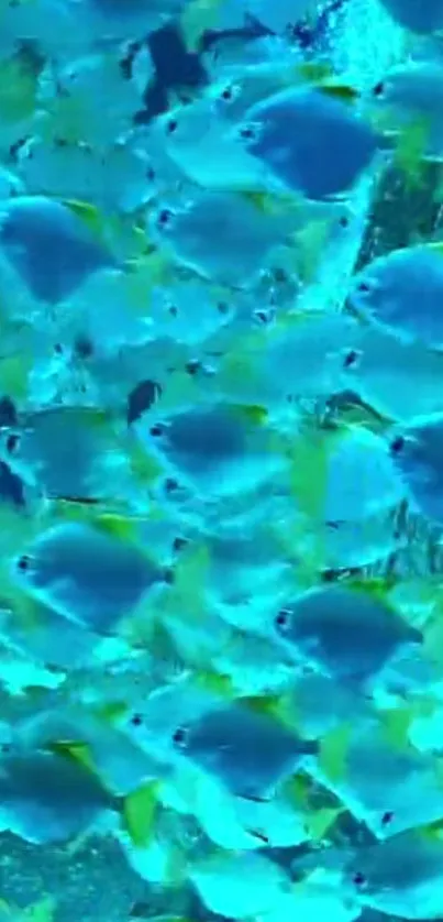 Lively school of blue and yellow tropical fish swimming.