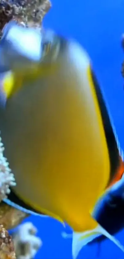 Tropical fish swimming among coral in vibrant blue waters.