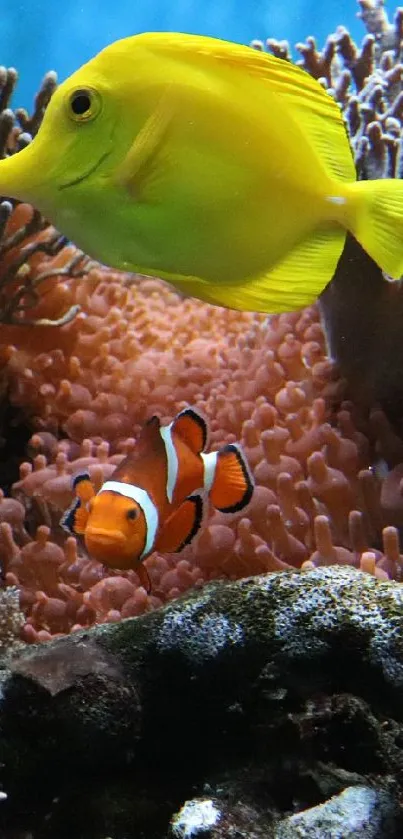 Bright tropical fish swim among colorful coral reefs in this mobile wallpaper.