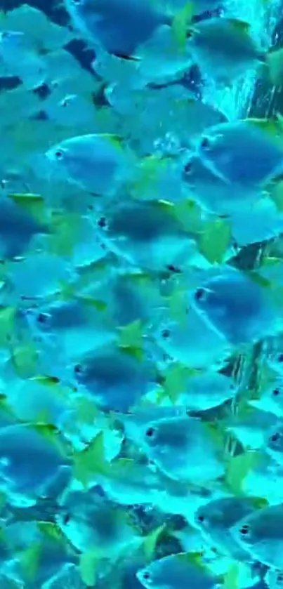 A vibrant school of blue and yellow fish swimming in clear water.