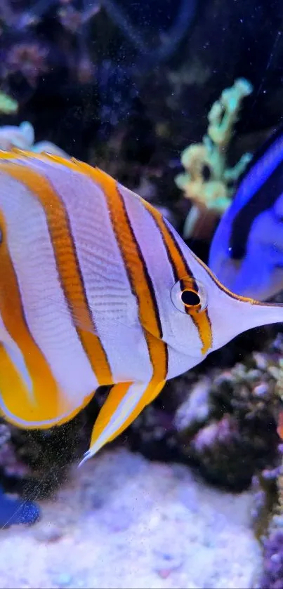 Vibrant tropical fish swimming in a colorful coral reef underwater scene.