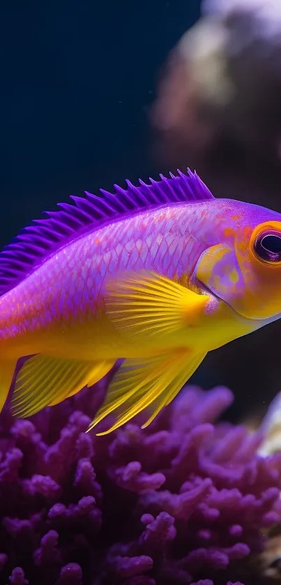 Bright tropical fish swimming among purple corals.