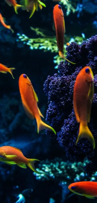 Colorful tropical fish swimming near coral reef in vibrant blue water.