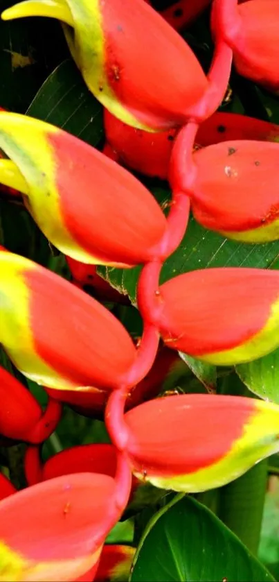 Vibrant tropical flower with lush green leaves.