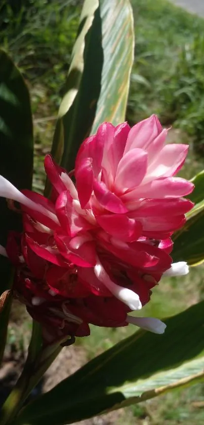 Vibrant pink tropical flower with lush green leaves.