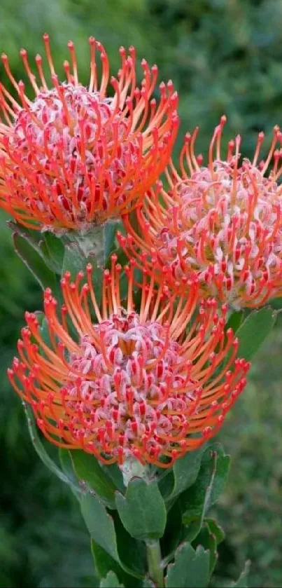 Vibrant pincushion flowers with lush greenery background.