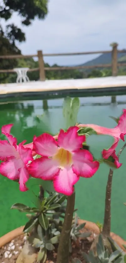 Pink tropical flowers against green water backdrop.