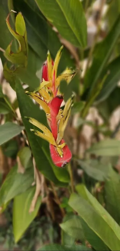 Close-up of a vibrant tropical flower with red petals surrounded by green leaves.