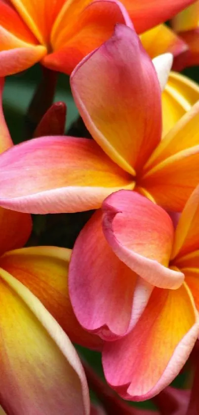 Colorful pink and yellow plumeria flowers in a tropical garden setting.