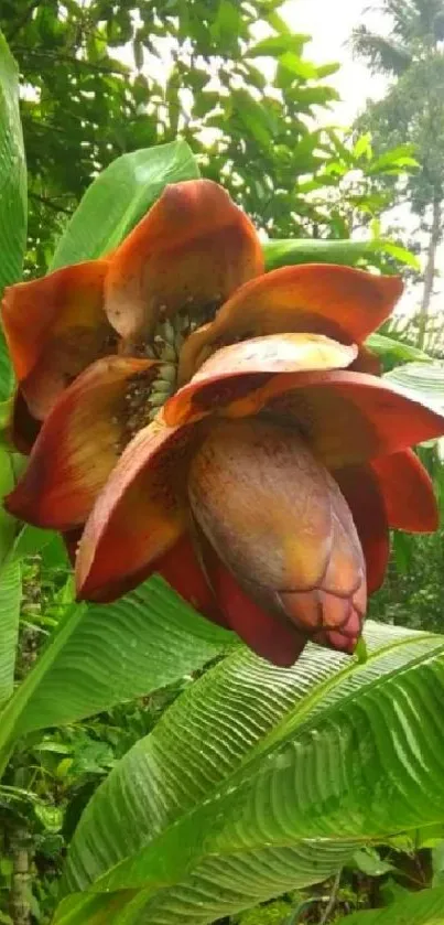 Vibrant tropical flower with lush green leaves.