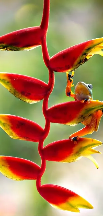 Colorful tree frog on exotic plant.