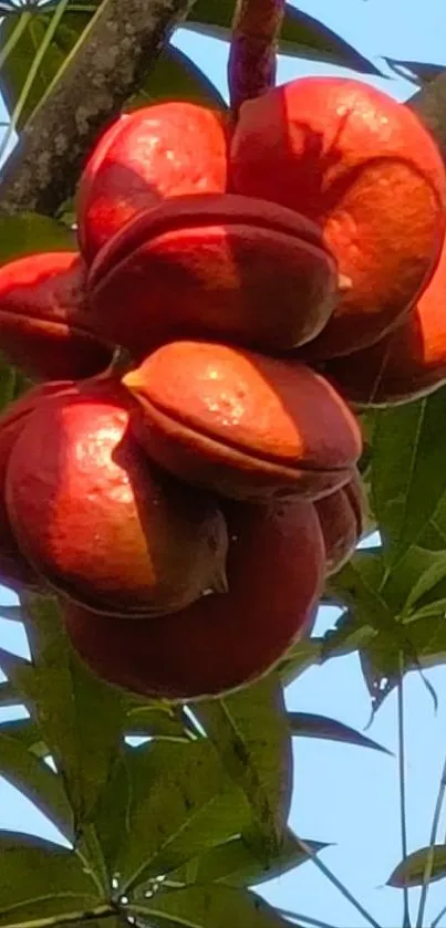 Closeup of vibrant red tropical fruit with green leaves.