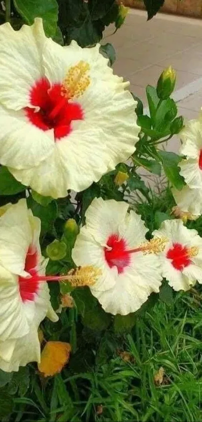 Vibrant hibiscus flowers with cream petals and red centers.