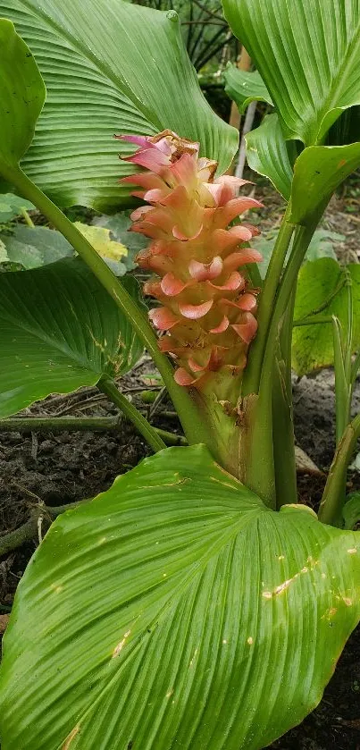 Vibrant tropical plant with lush green leaves.