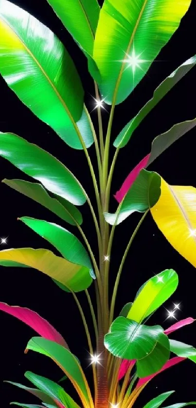 Vibrant tropical plant with colorful leaves on a black background.