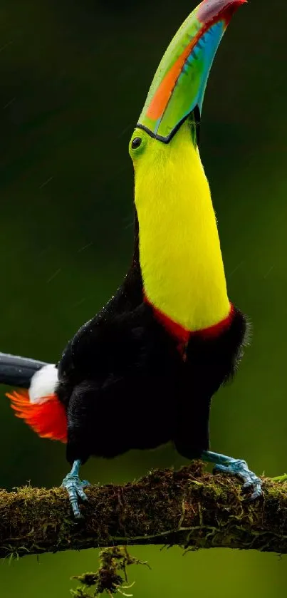 Colorful toucan perched in lush, vibrant green scenery.