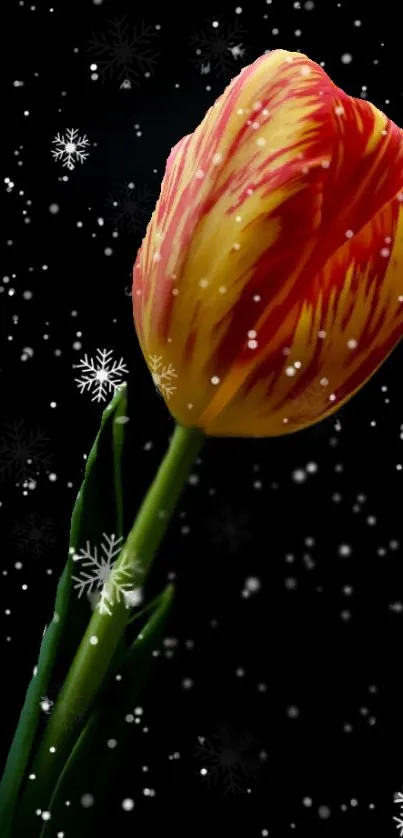 Vibrant tulip against a dark, snowy backdrop, captivating and serene.