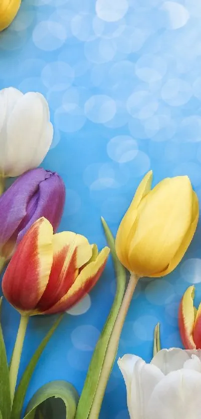 Colorful tulips with blue bokeh background on mobile wallpaper